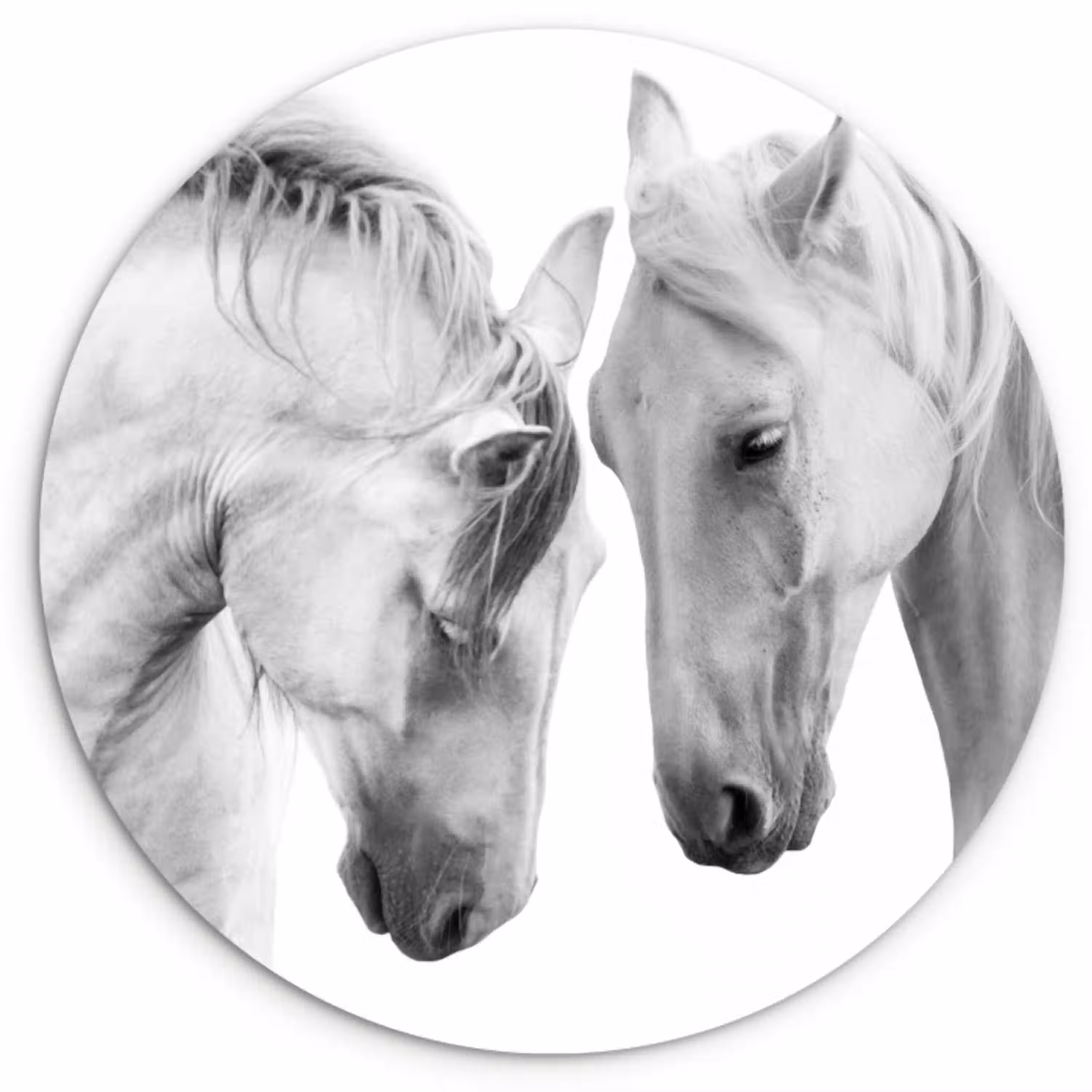 Paard - Dieren - Portret - Wit Wandcirkel kunststof plaat 5mm dik klein -3d