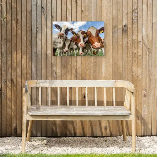 Bruin-witte koeien in de wei Tuinposter op houten frame 2 cm dik klein -sfeer4