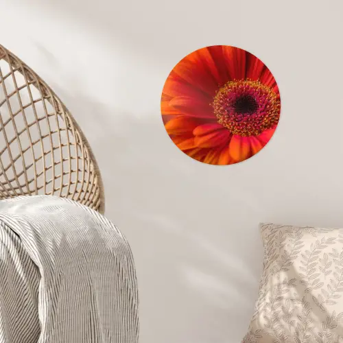 Oranje - Gerbera - Intens Wandcirkel behangsticker klein -sfeer4