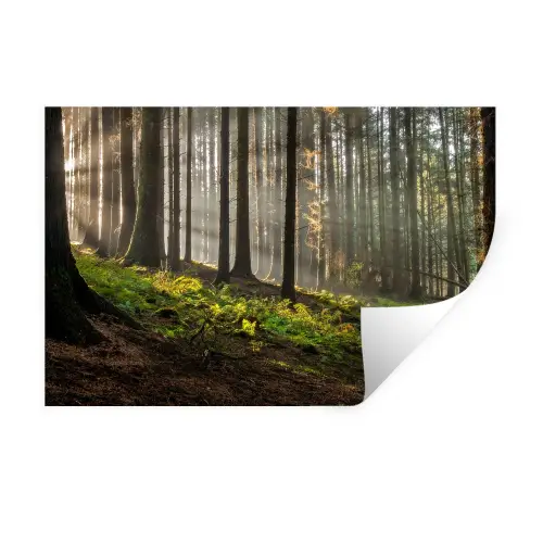 Zonlicht - Takken - Boom - Bos Muursticker klein -3d
