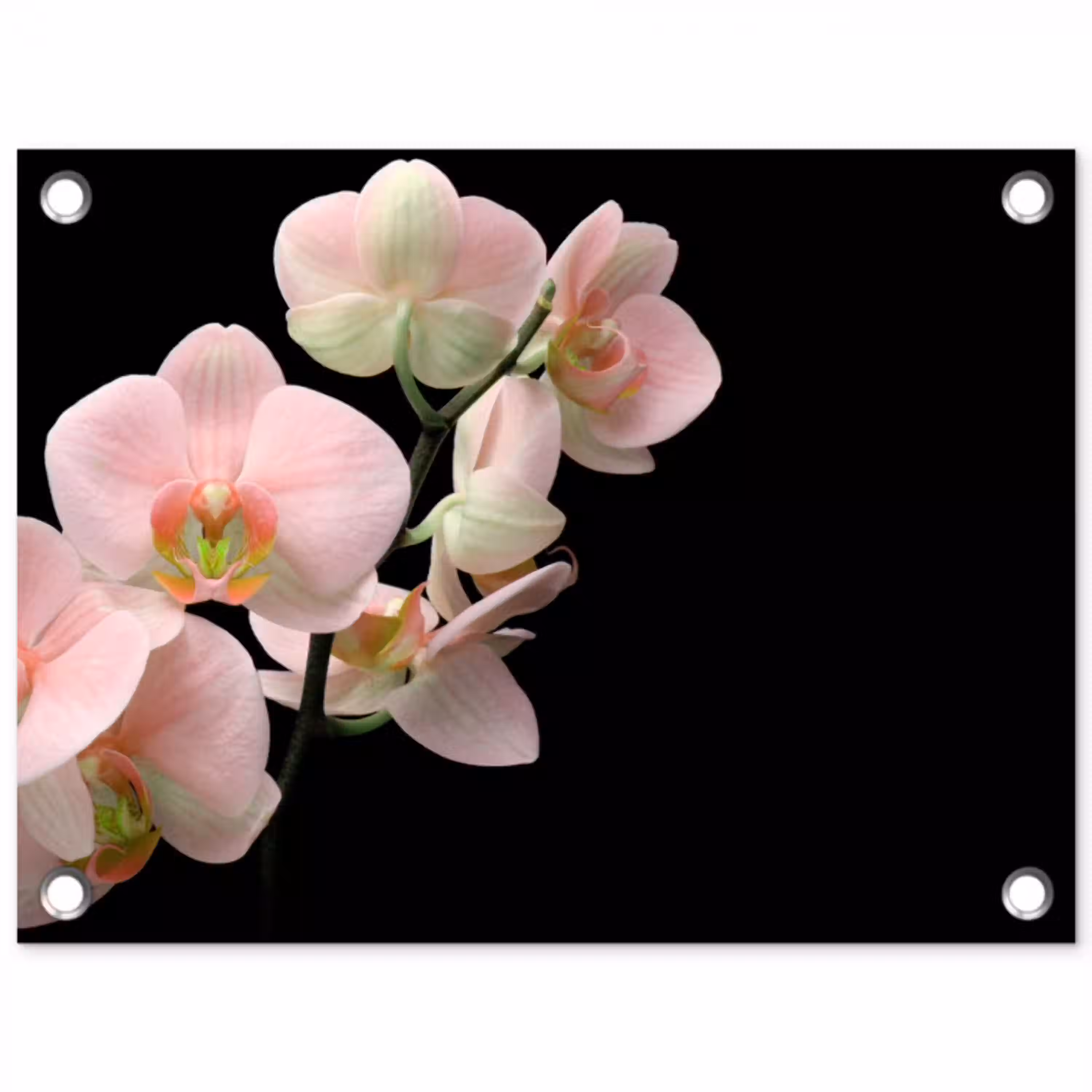 Orchidee - Bloemen - Roze - Stilleven - Flora tuinposter los doek klein -3d