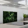 Sparrentakken - Knoppen - Naalden - Groen keuken achterwand spatscherm klein -3d_schuin