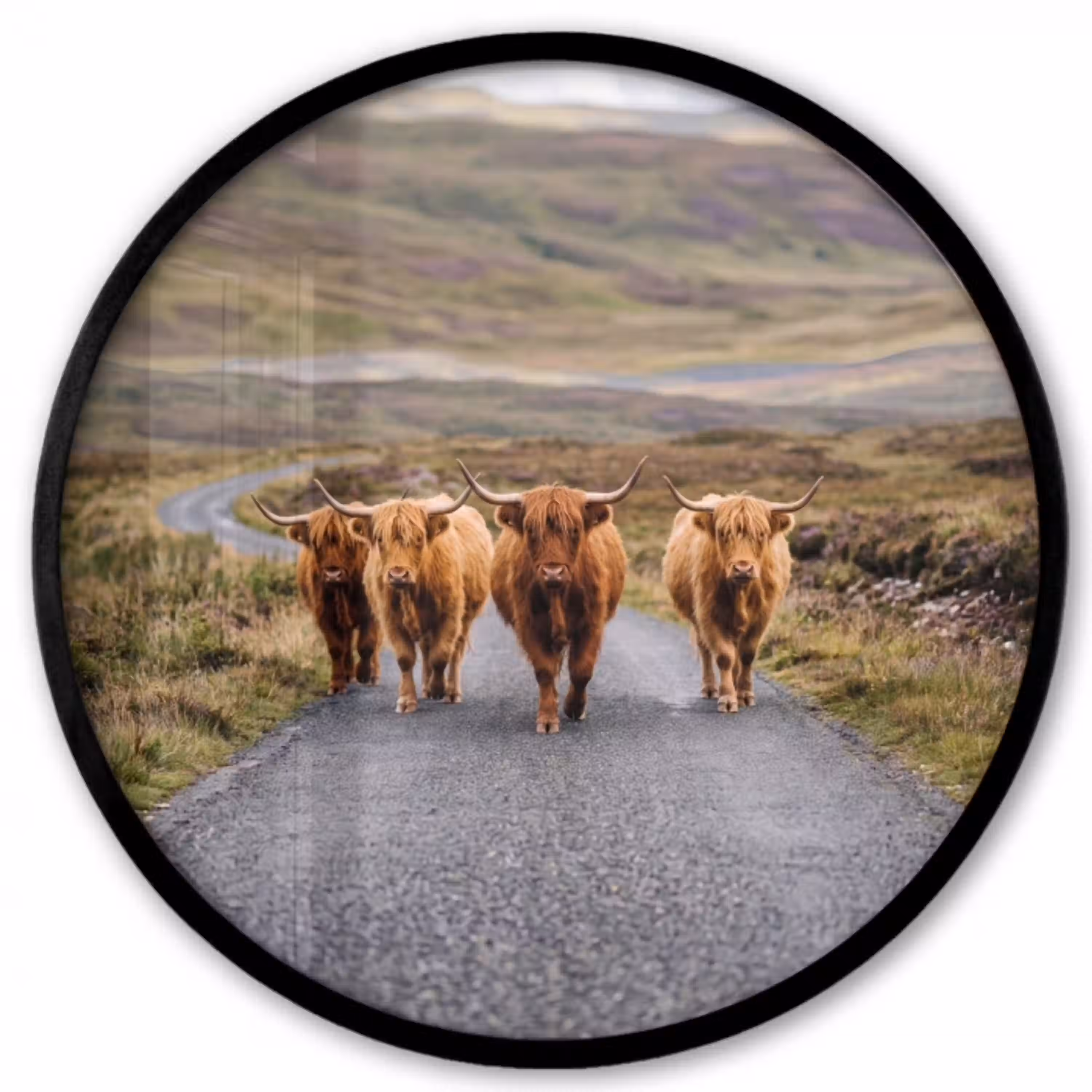 Schotse Hooglanders - Weg - Landschap - Kudde Fotolijst rond zonder passe partout klein -3d