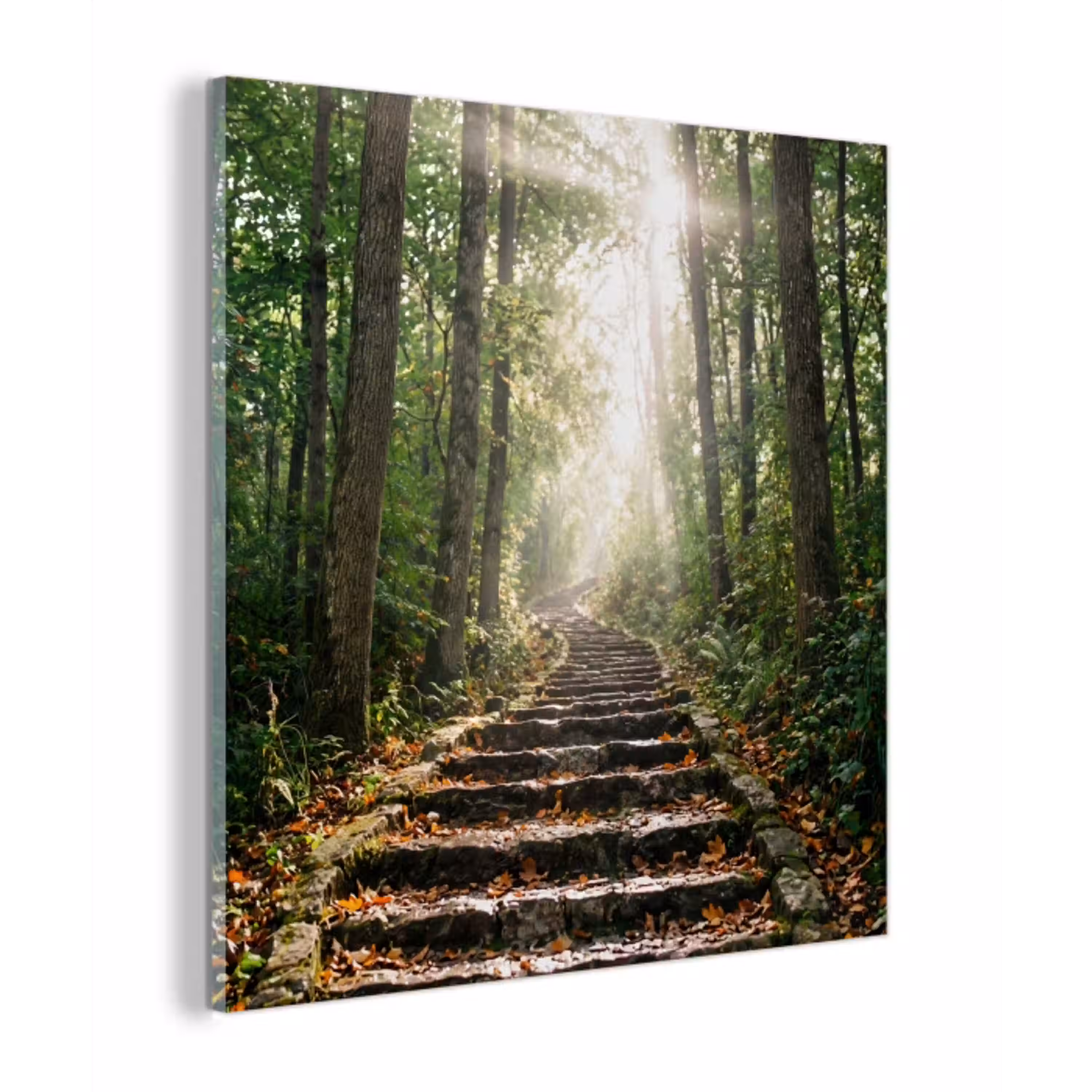 Stenen - Trap - Bos - Natuur plexiglas 5mm klein -z3d