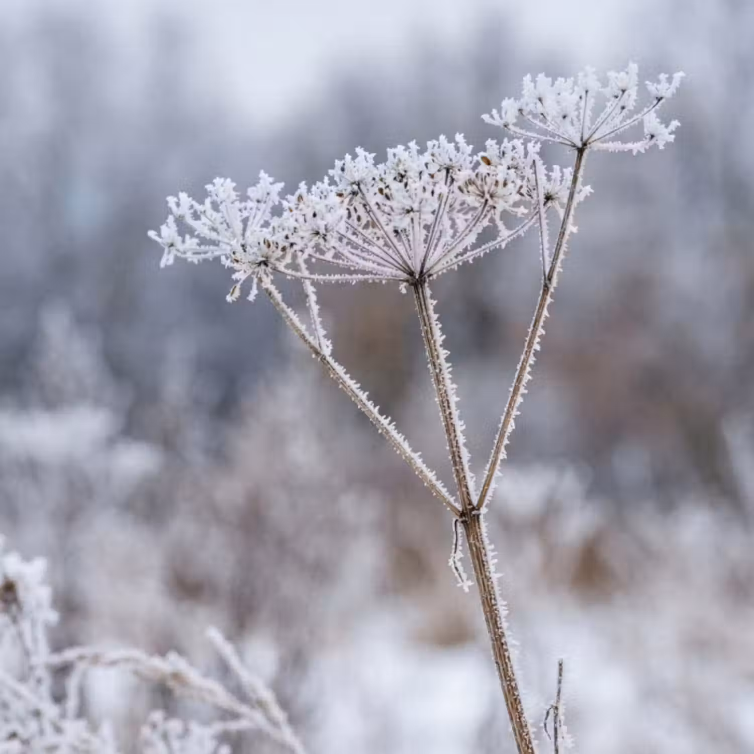 Behang - Schermbloem - Rijp - Kristallen - Winter - Delicaat