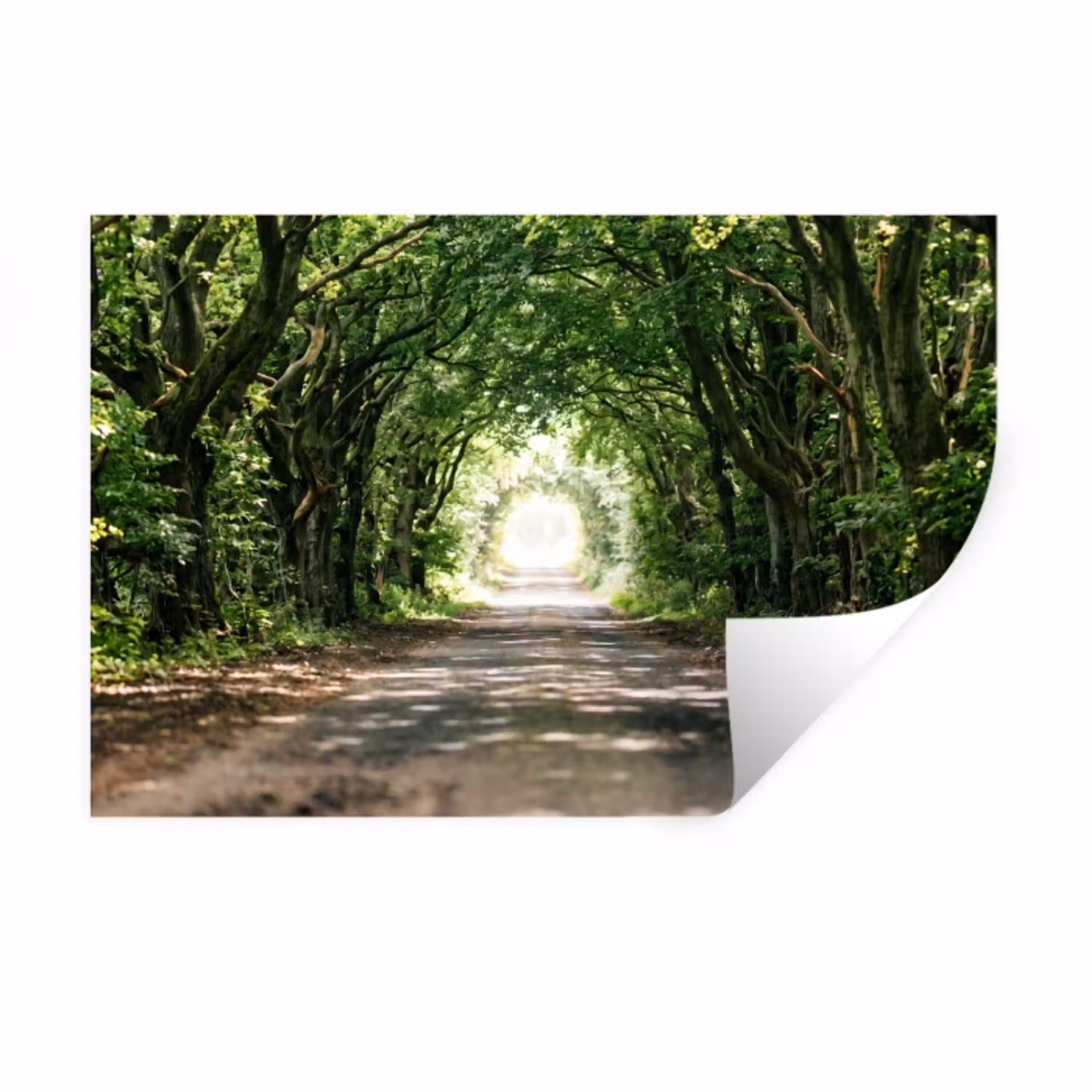 Weg - Bomen - Natuur - Groen Muursticker klein -3d