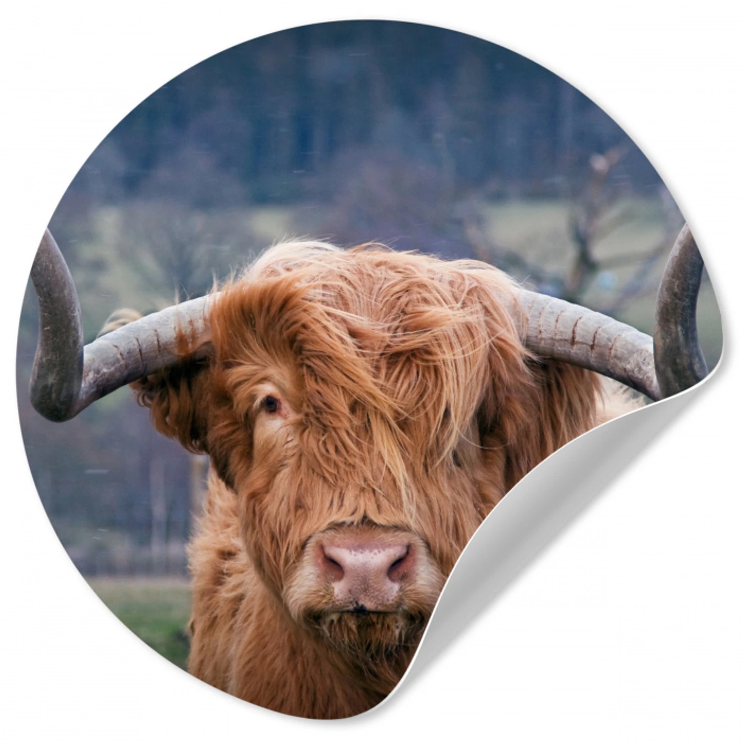 Schotse Hooglander - Koeienkop - Landschap - Natuur - Koe Wandcirkel behangsticker klein -3d