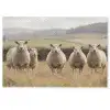 Schapen - Weidenlandschap - Heuvels Deurmat klein -zkaufland3d