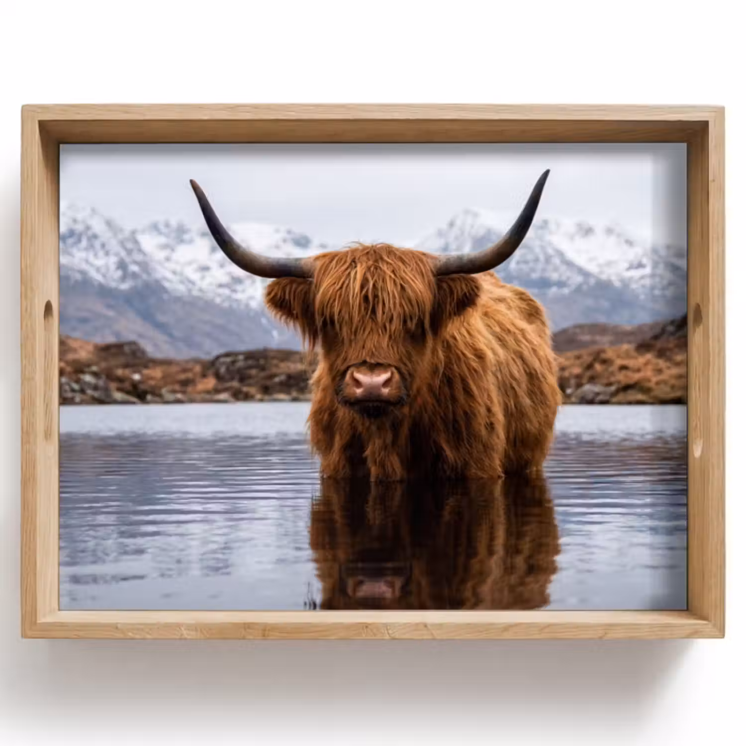 Dienblad - Schotse hooglander - Bruin - Water