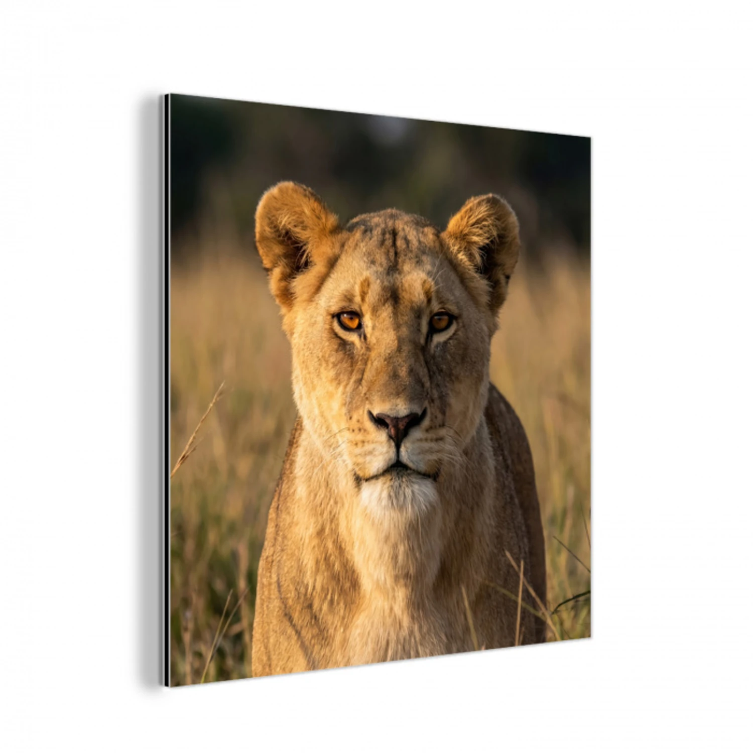 Leeuwin - Gras - Geel aluminium wit klein -3d