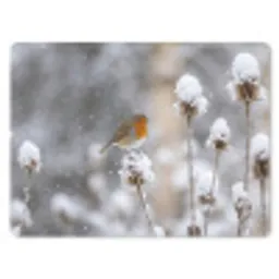 Roodborstje - Gedroogde bloem - Sneeuw - Winter - Vertederend muismat rubber klein -3d