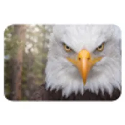Amerikaans - Zeearend - Portret - Geel Badmat klein -3d