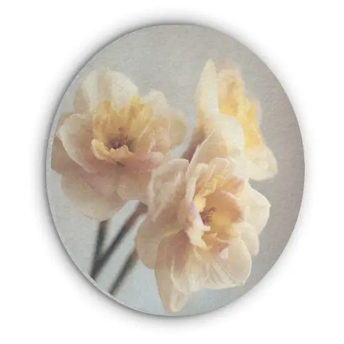 Narcissen - Geel - Bloemblaadjes Akoestische PET Vilt - Rond klein -3d