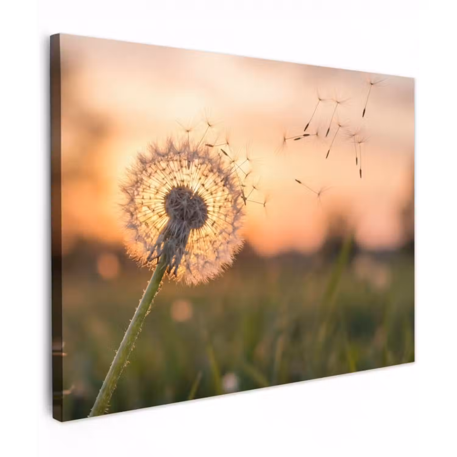 Leinwandbild - Löwenzahn - Sonnenuntergang - Feld