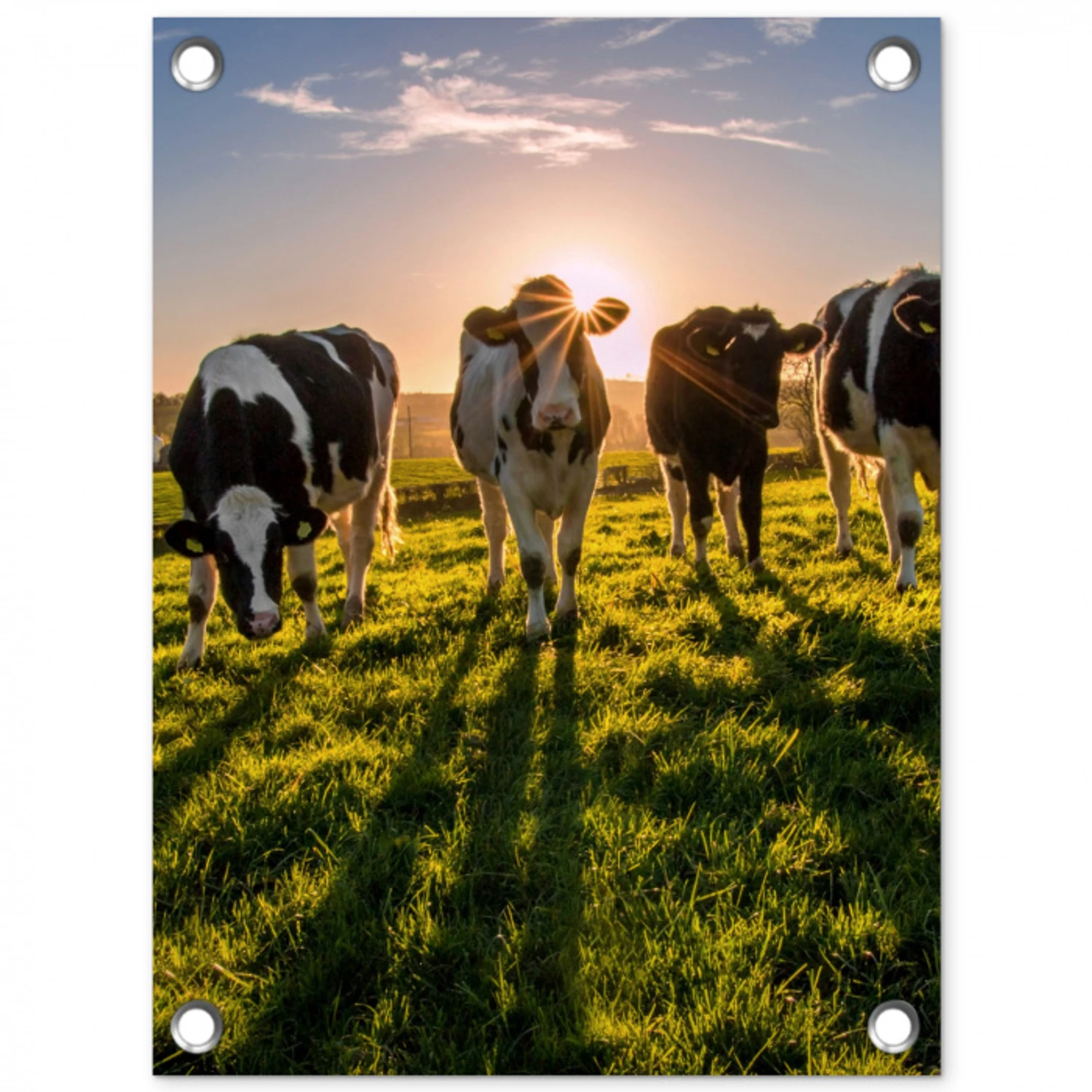 Koeien in de ochtendzon tuinposter los doek klein -3d