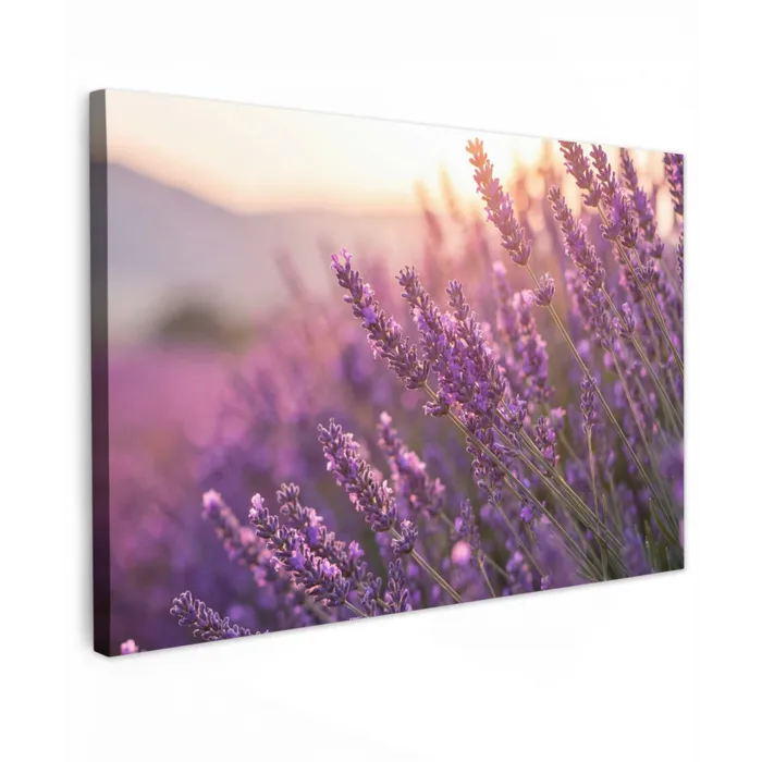 Lavendel - Paars - Zonlicht canvas 2cm klein -z3d