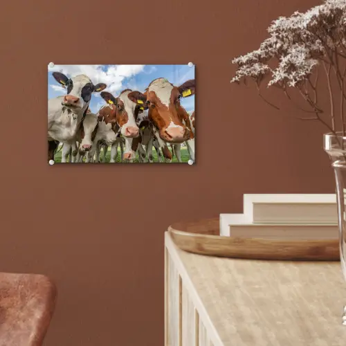 Koeien - Dieren - Weiland - Natuur plexiglas 5mm klein -sfeer5