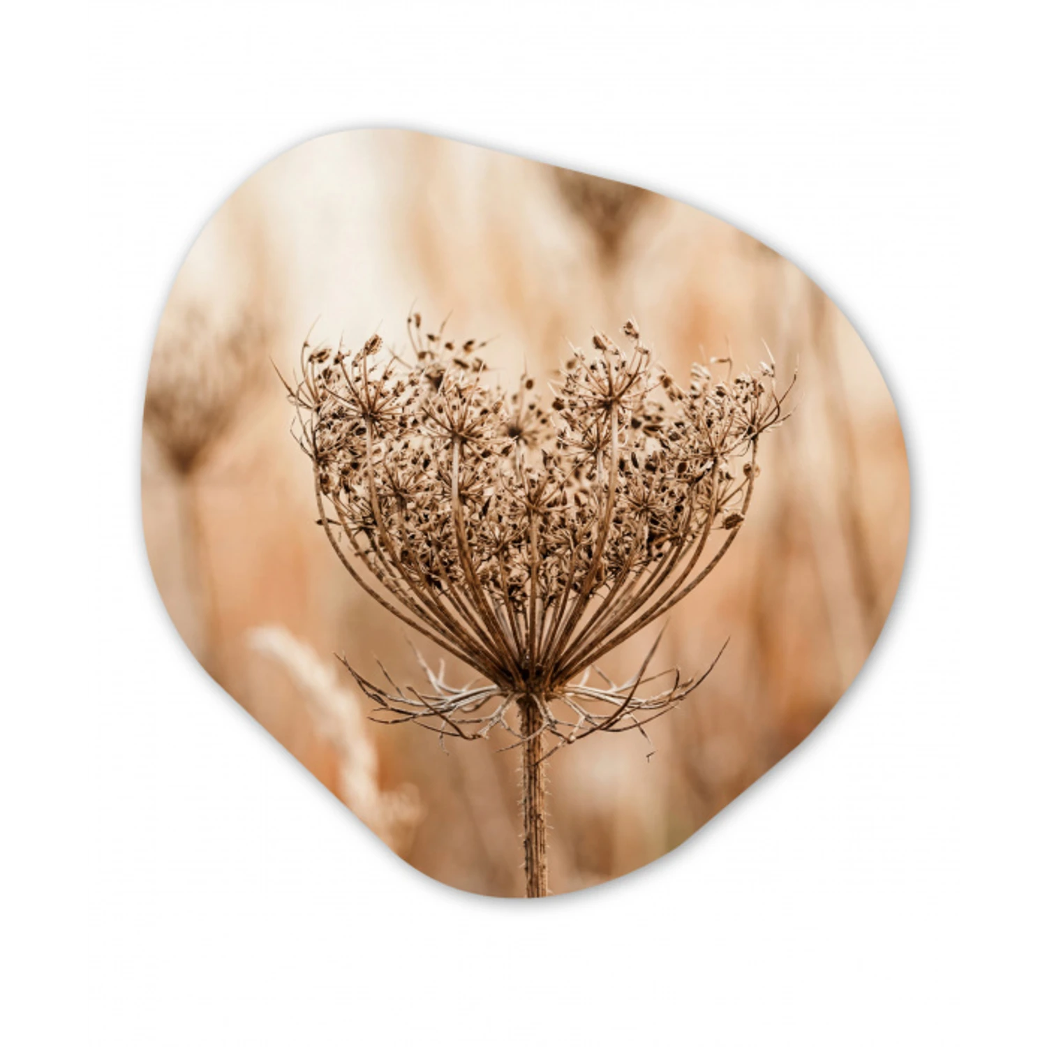 Schermbloem - Droogbloem - Winter - Beige - Minimalistisch Wandcirkel Organisch Forex 3mm klein -3d
