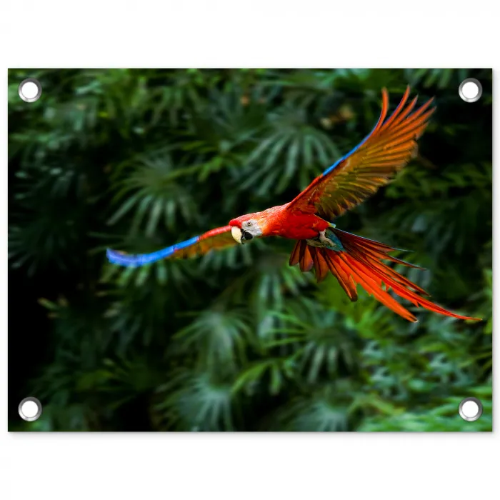 Kleurrijke papegaai is aan het vliegen tuinposter los doek klein -3d