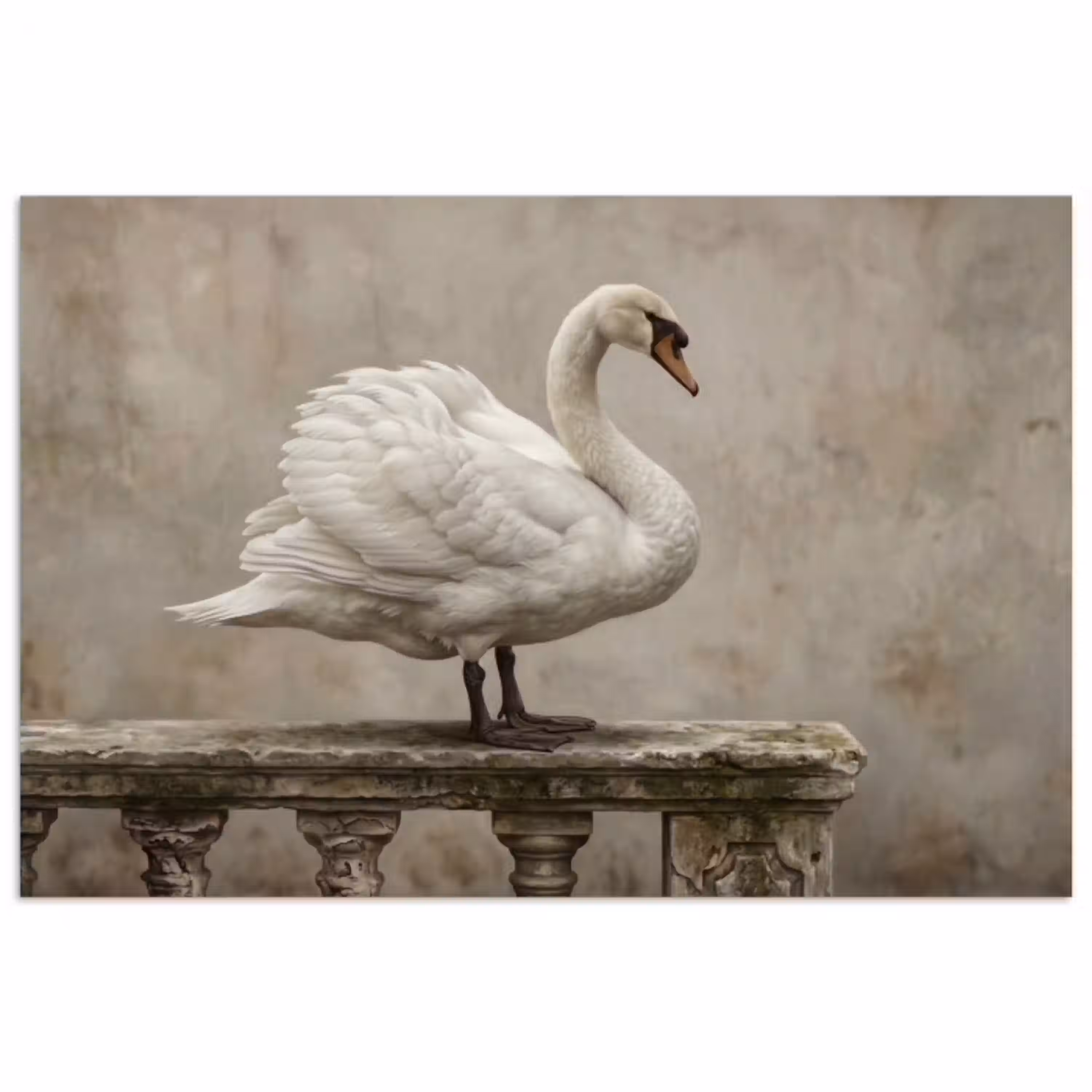 Zwaan - Elegant - Dieren - Wit poster papier klein -3d