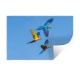 Papagaai - Vliegen - Blauw - Geel Muursticker klein -3d