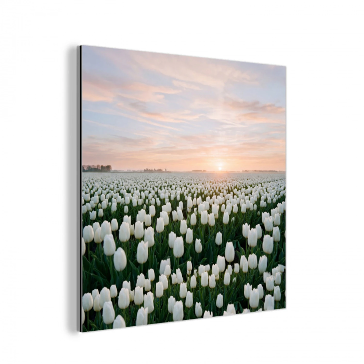 Tulpen - Landschap - Wit aluminium wit klein -3d