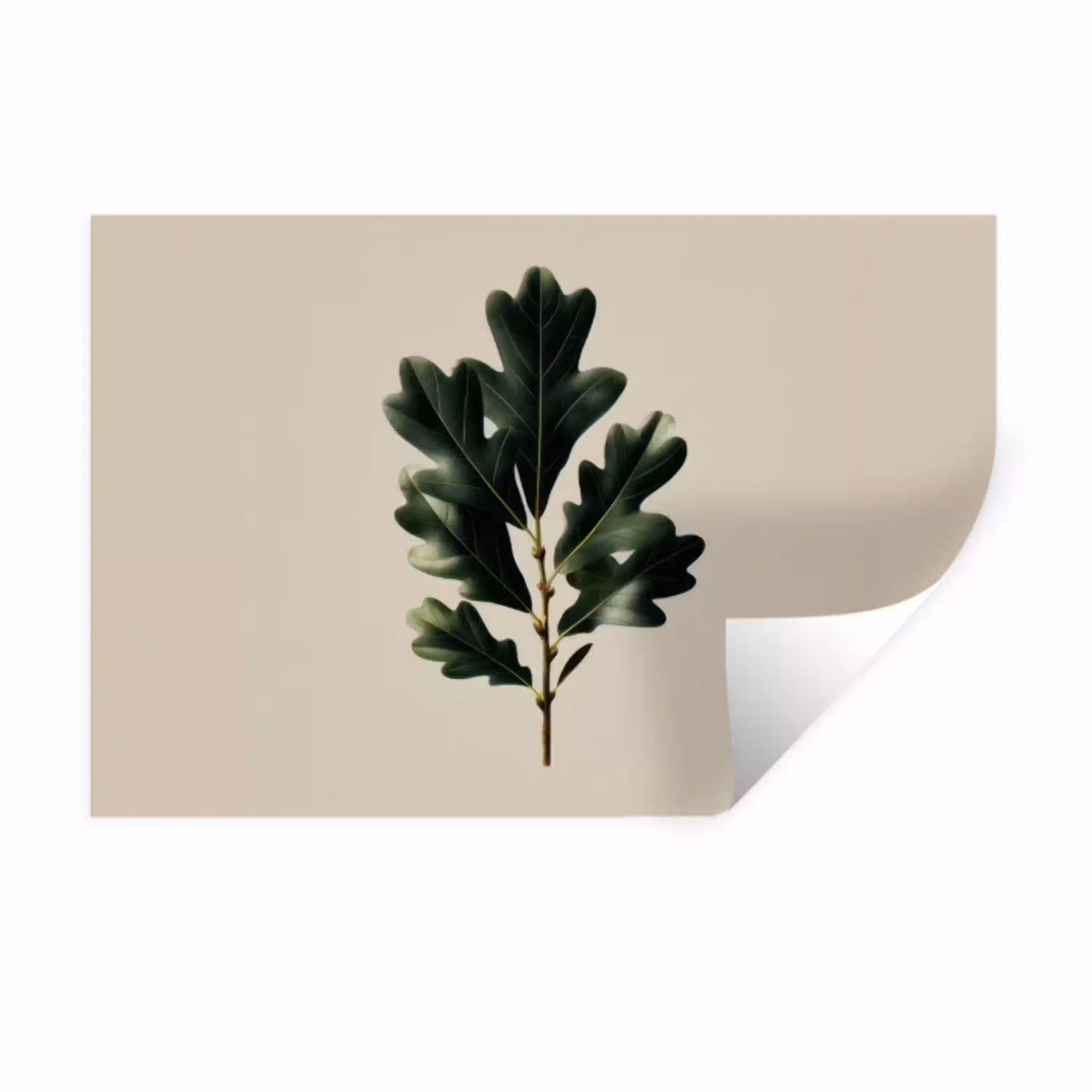 Eikenbladeren - Beige - Groen - Golvende randen Muursticker klein -3d