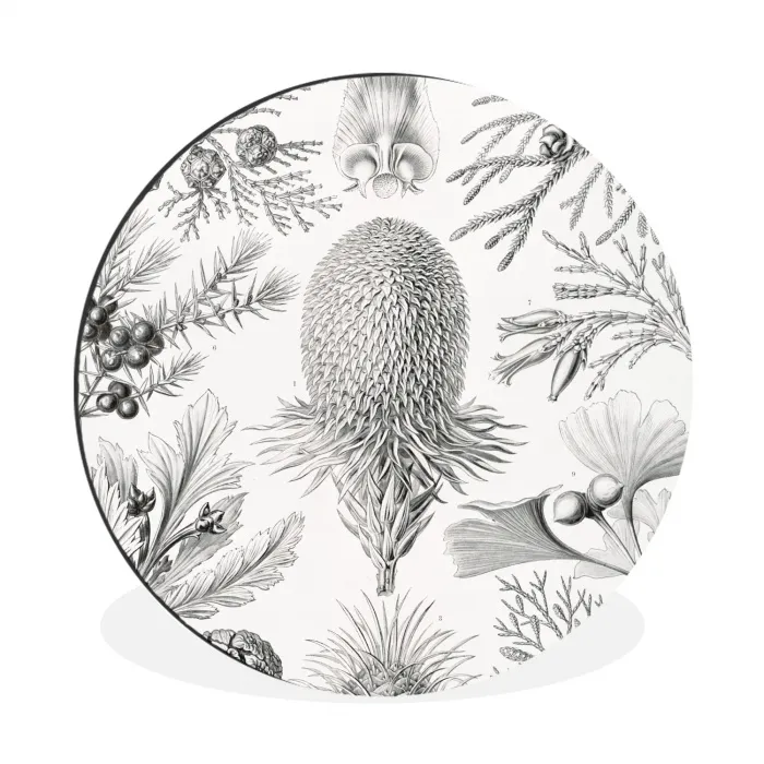 Tuinposter zwart wit - Ernst Haeckel - Kunst - Retro - Tuin Wandcirkel aluminium klein -3d