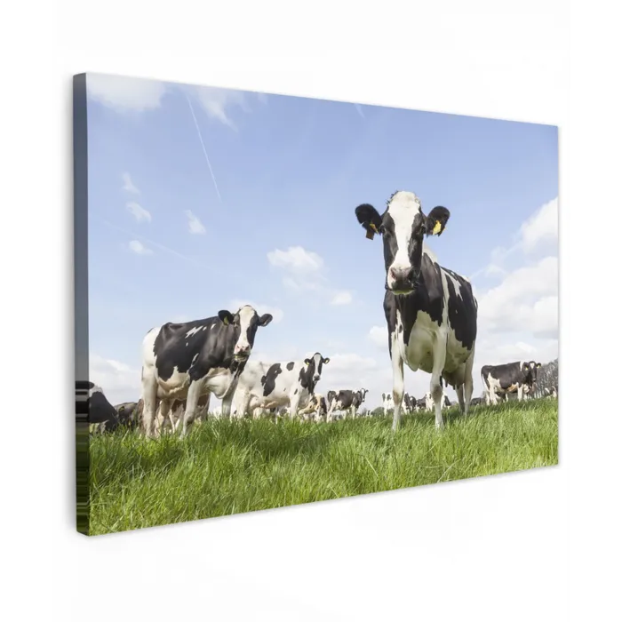 Koeien in de weide onder een heldere lucht Tuinposter op houten frame 2 cm dik klein -3d