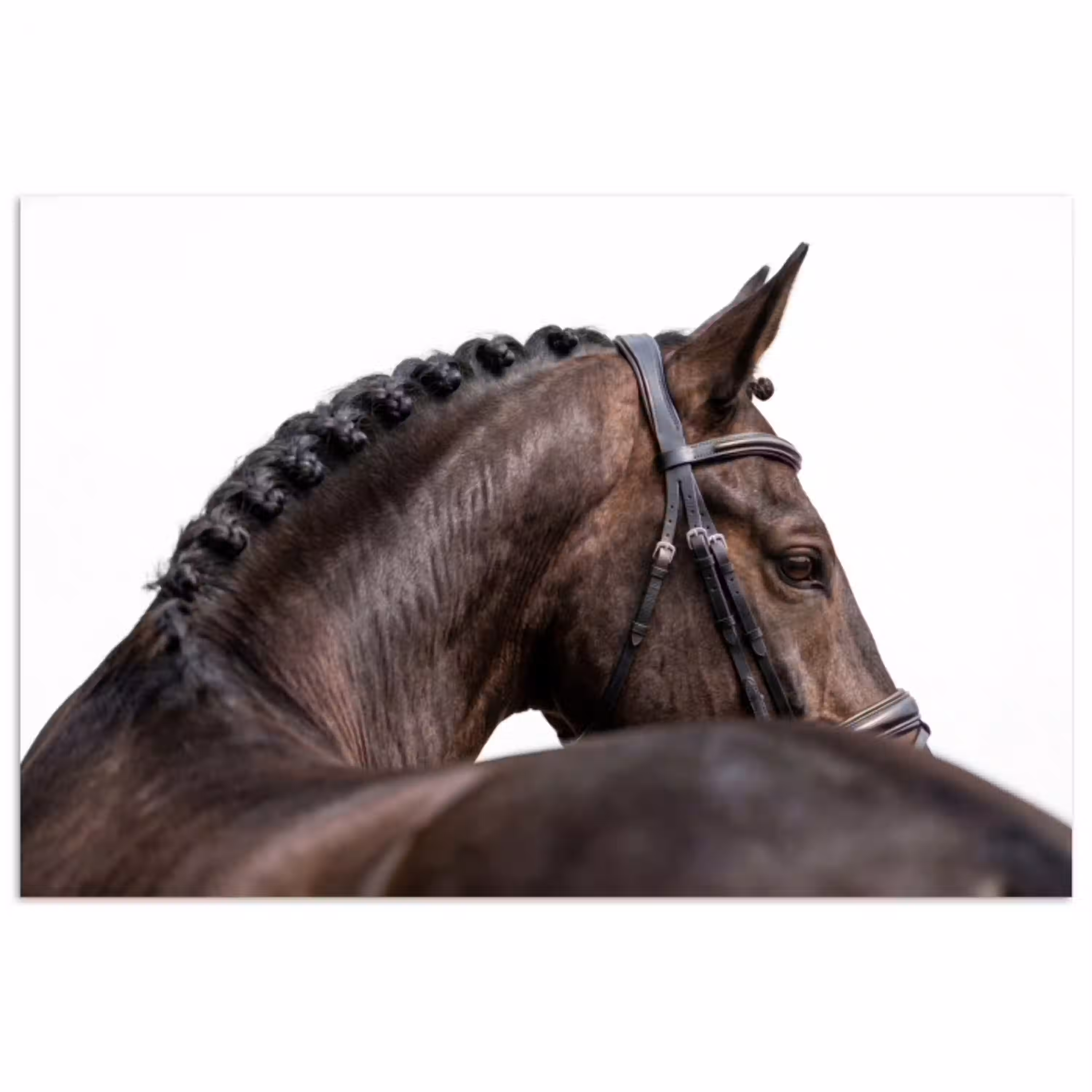 Portret - Paard - Elegant poster papier klein -3d