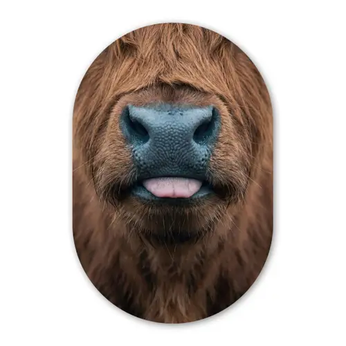 Schotse hooglander - Neus - Bruin Wandcirkel Ovaal Forex klein -3d