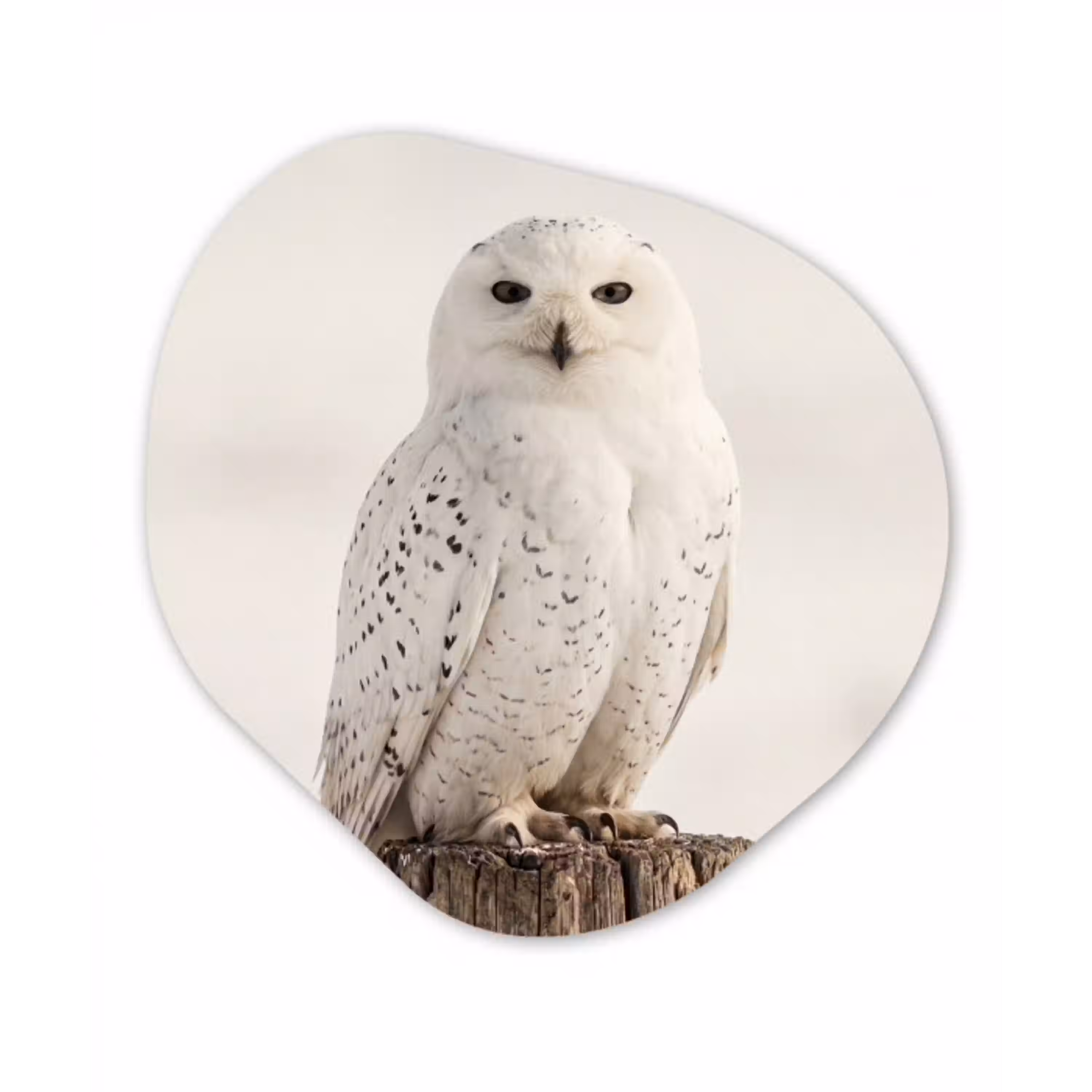 Sneeuwuil - Paal - Winter - Portret - Majestueus Wandcirkel Organisch Forex 3mm klein -3d