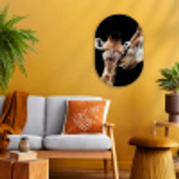 Giraffe - Dieren - Zwart - Portret - Dieren Wandcirkel Ovaal Forex klein -sfeer4