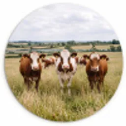 Koeien - Portret - Weide - Boerderij - Nieuwsgierig Wandcirkel kunststof plaat 5mm dik klein -3d