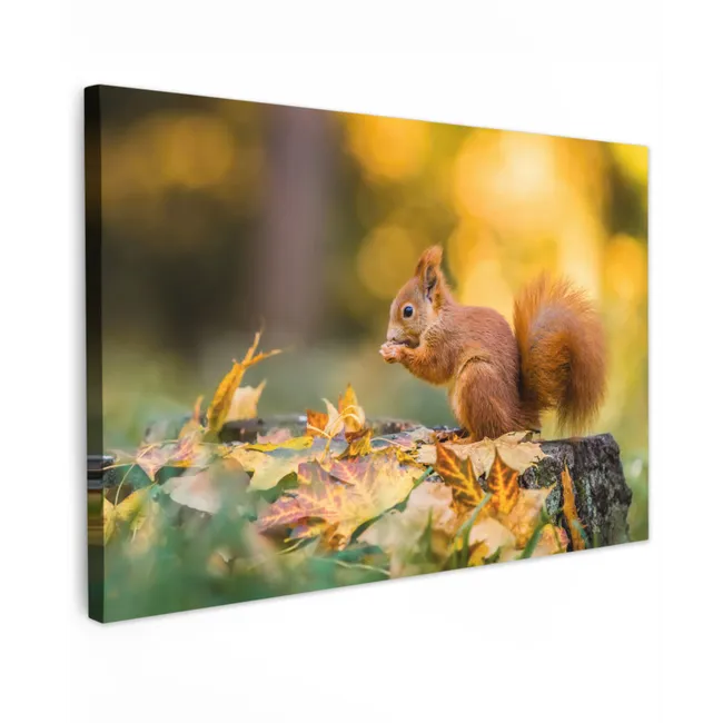 Buiten canvas - Eekhoorn - Herfst - Bosdieren - Herfstbladeren - Bos