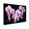 Orchidee - Bloemen - Roze - Flora canvas 2cm klein -z3d