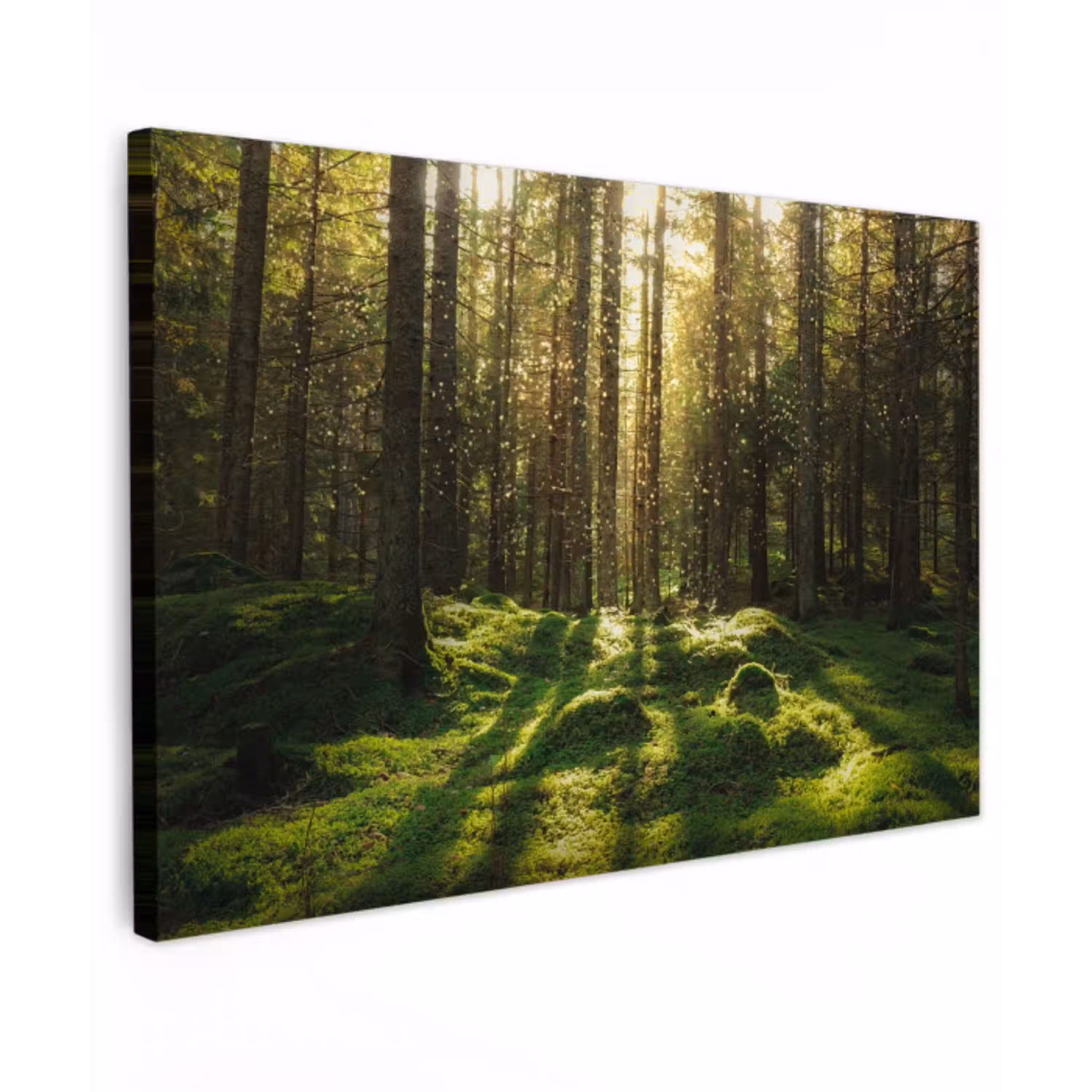 Bomen - Bos - Mos - Planten - Zon - Natuur Tuinposter op houten frame 2 cm dik klein -3d