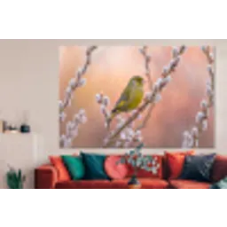 Groenling - Katjes - Lente - Natuur - Zacht forex 5mm xxl -woonkamer