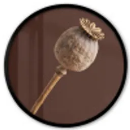 Papaverbol - Droogbloem - Bruin - Minimalistisch Fotolijst rond zonder passe partout klein -3d