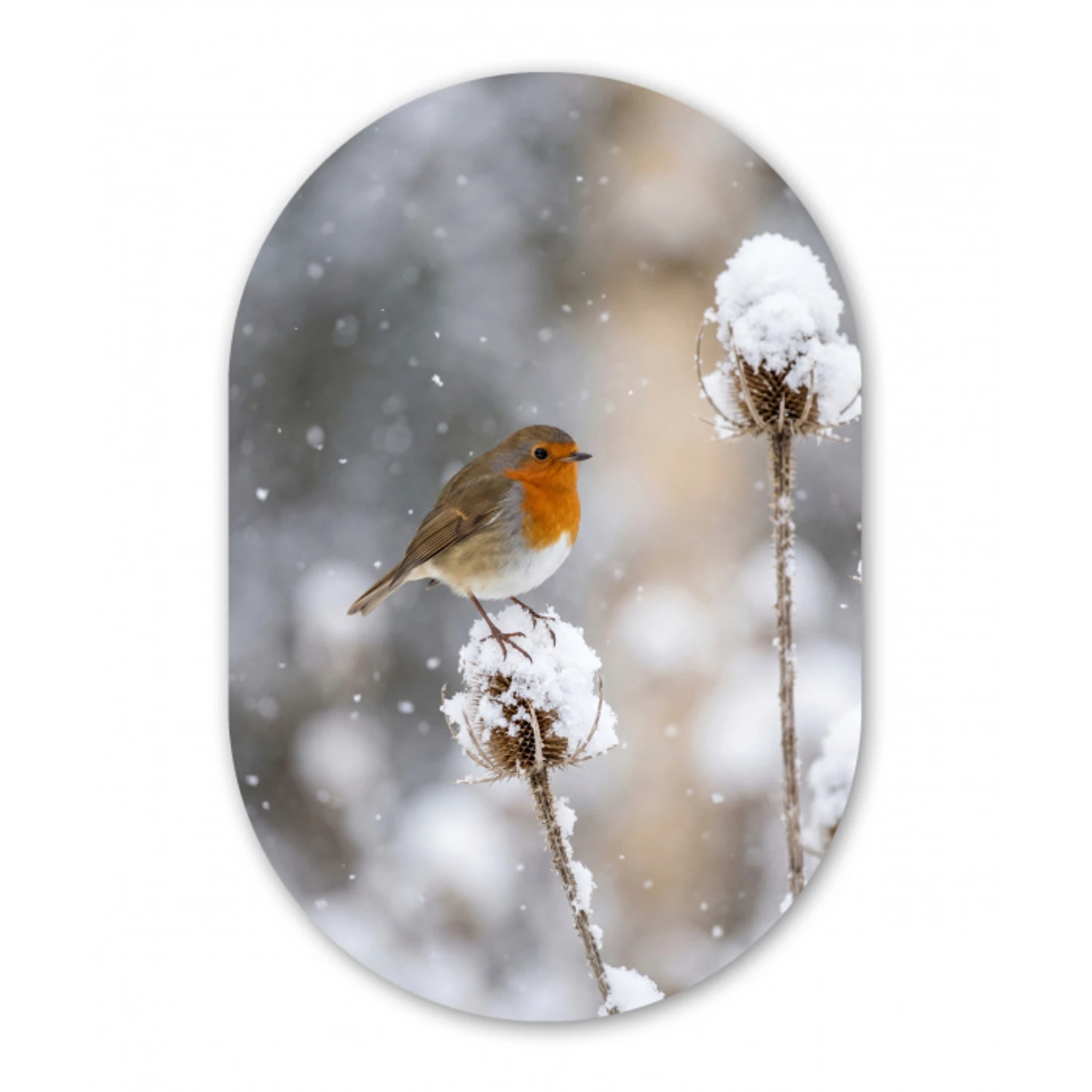 Roodborstje - Gedroogde bloem - Sneeuw - Winter - Vertederend Wandcirkel Ovaal Forex klein -3d