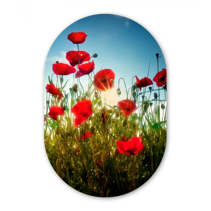 Klaprozen - Toscane - Zon - Rood - Blauw Wandcirkel Ovaal Forex klein -3d