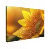 Zonnebloem - Dauwdruppels - Geel - Zonlicht Tuinposter op houten frame 2 cm dik klein -3d