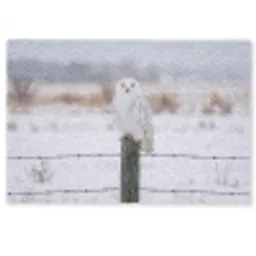 Sneeuwuil - Hek - Sneeuw - Wit Deurmat klein -zkaufland3d