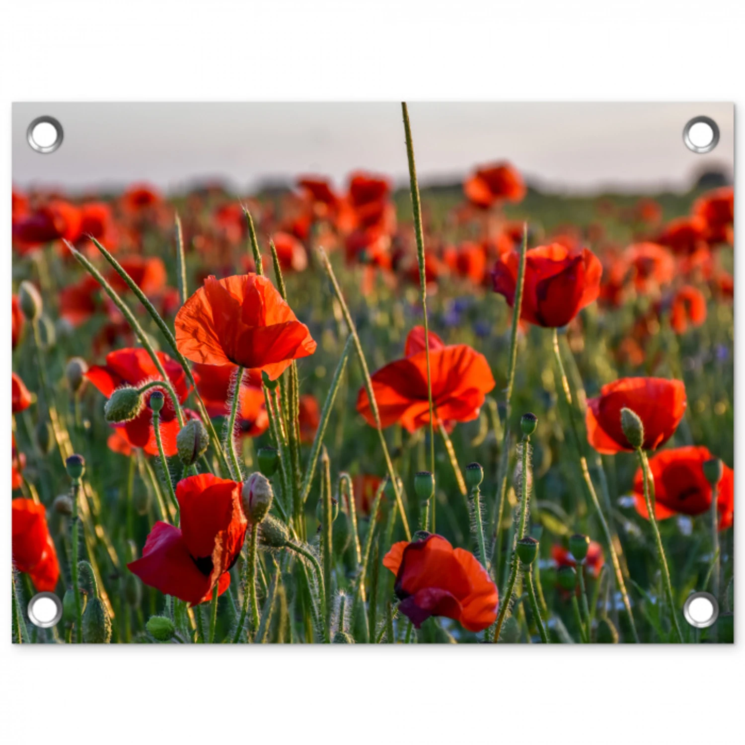 Klaprozenveld bij zonsondergang tuinposter los doek klein -3d