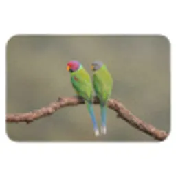 Papagaai - Tak - Natuur - Kleurrijk Badmat klein -3d