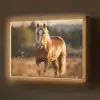 Paard - Bruin - Natuur - Weiland - Dier Light Box met batterij (Wandlamp) middel -z3d_website