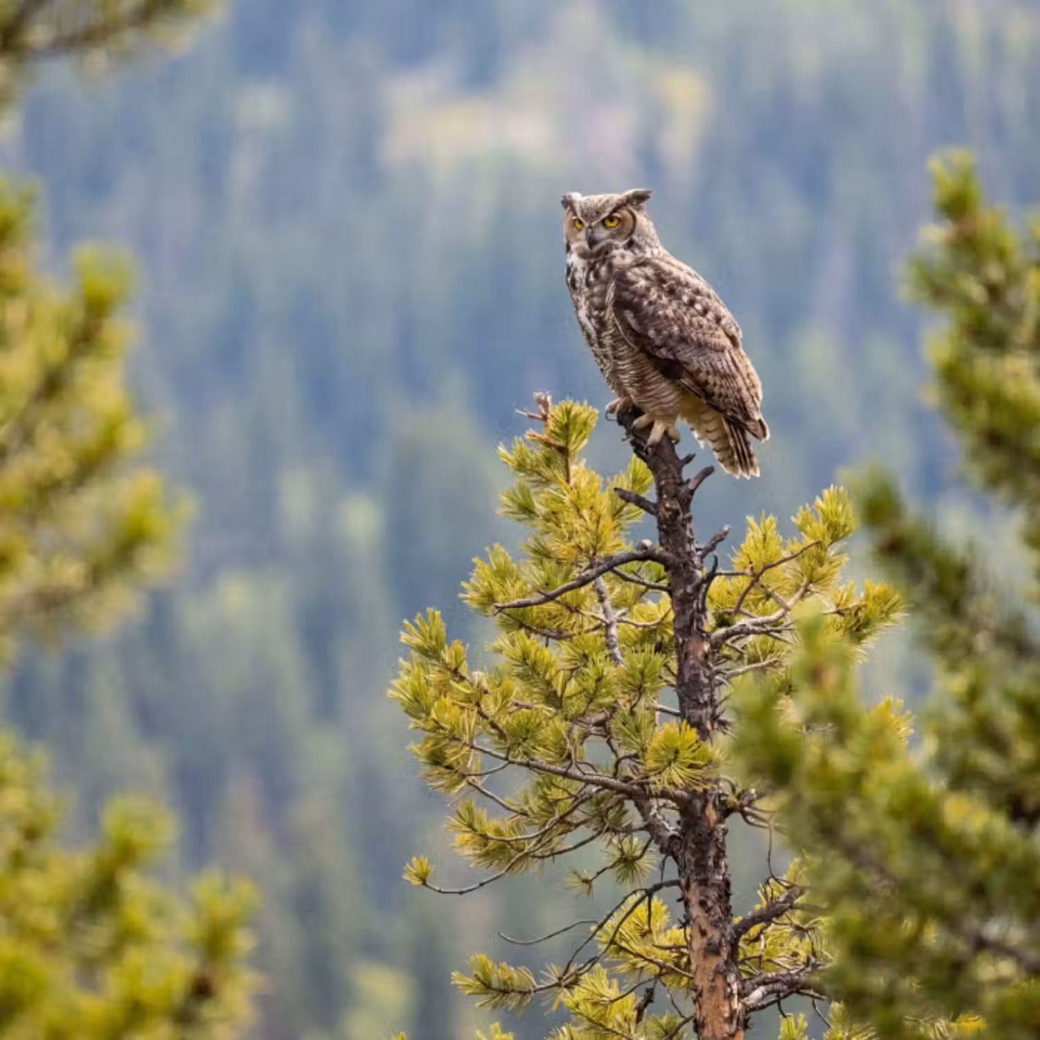Tapete - Eule - Uhu - Bäume - Natur