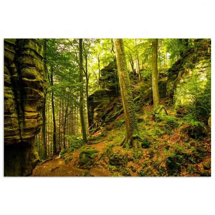 Bomen - Steen - Bos - Natuur - Planten poster papier klein -3d