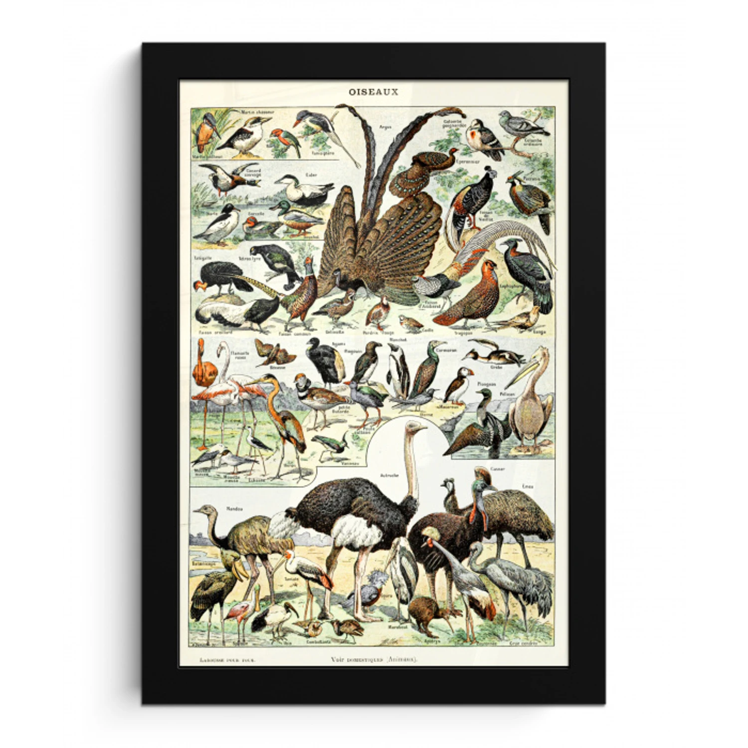 Vogel - Natuur - Dieren - Vintage - Kunstwerk fotolijst zwart zonder passe partout klein -3d