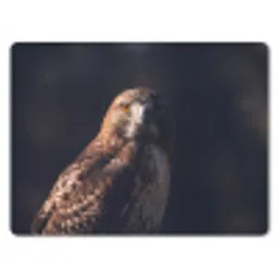 Roofvogel - Buizerd - Bruin muismat rubber klein -3d